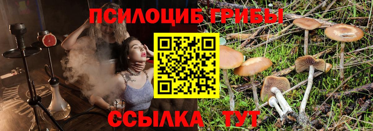 Псилоцибиновые грибы Psilocybine cubensis Сосновоборск